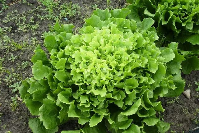 Essential Gardening Supplies on Sale