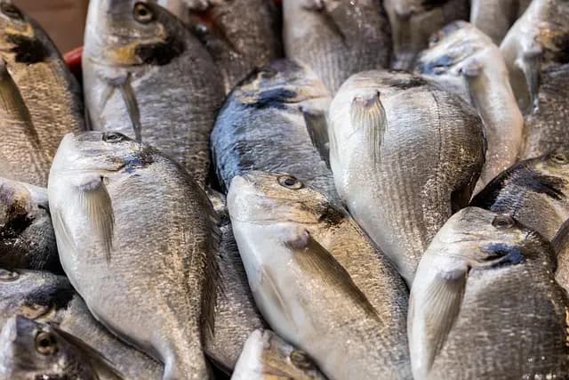 Guide d'achat pour poissons frais : Choisissez le meilleur